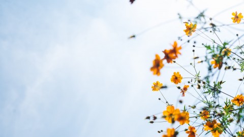 orange flowers
